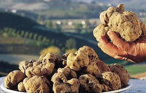 Avviso concessione indennità per la conservazione del patrimonio tartufigeno regionale - Bando 2026